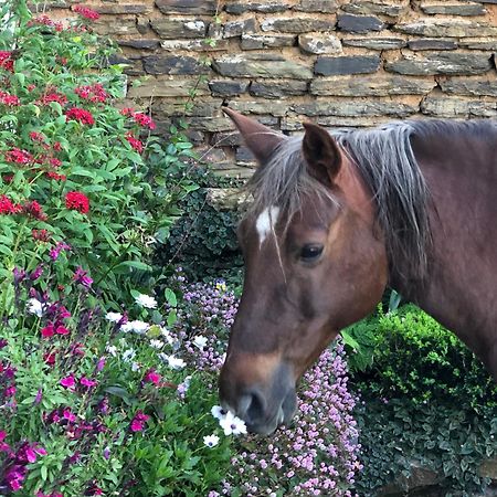 Newstead Farm - Country Cottages Curryʼs Post エクステリア 写真