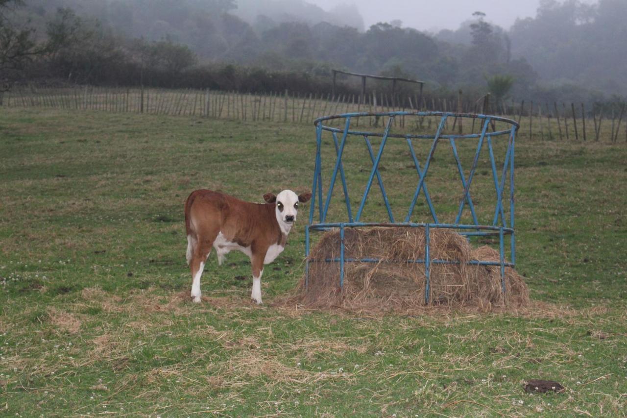 Newstead Farm - Country Cottages Curryʼs Post エクステリア 写真