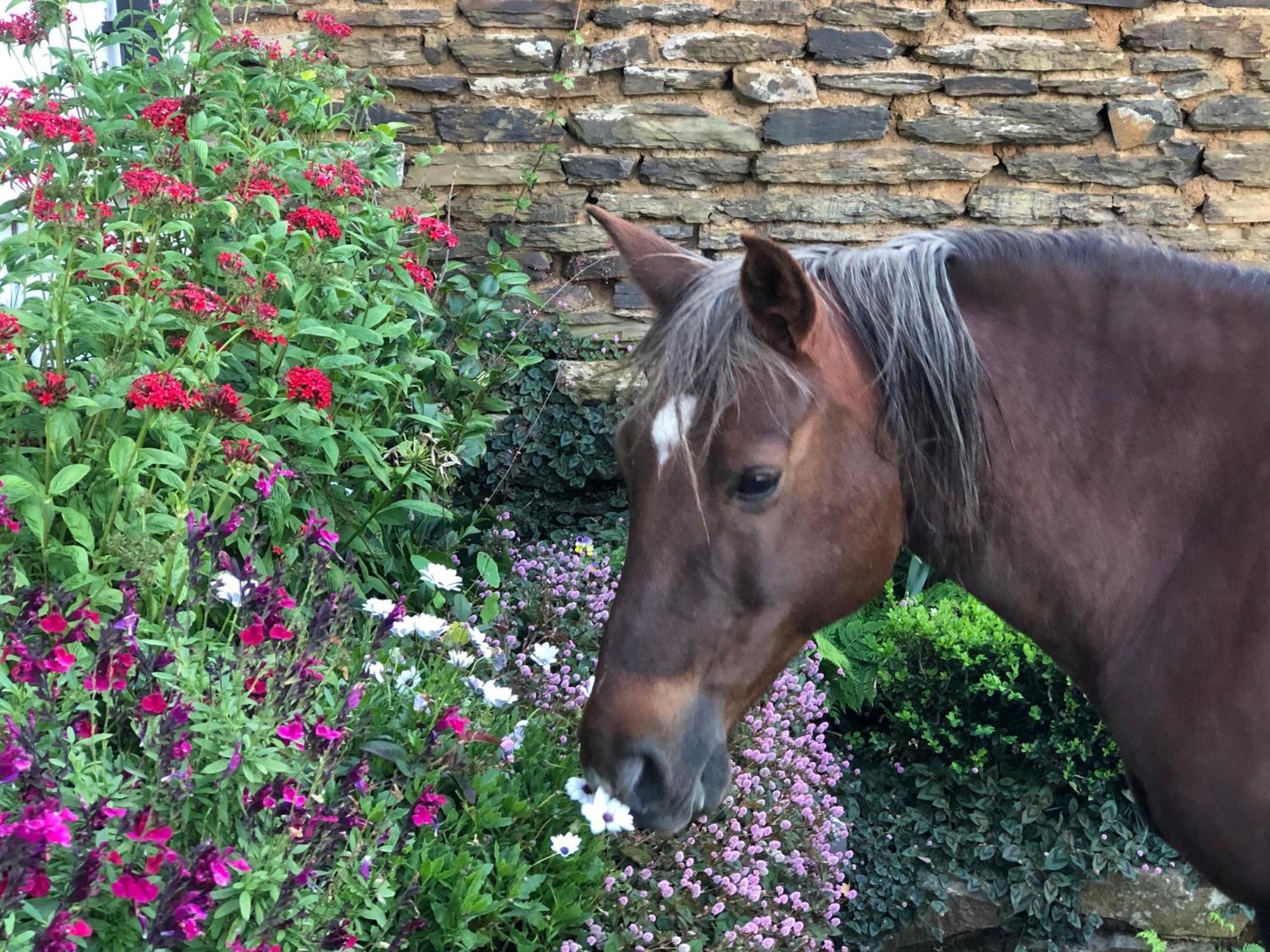 Newstead Farm - Country Cottages Curryʼs Post エクステリア 写真