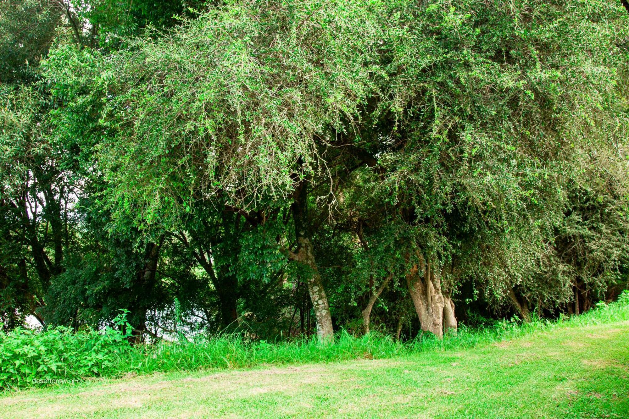 Newstead Farm - Country Cottages Curryʼs Post エクステリア 写真