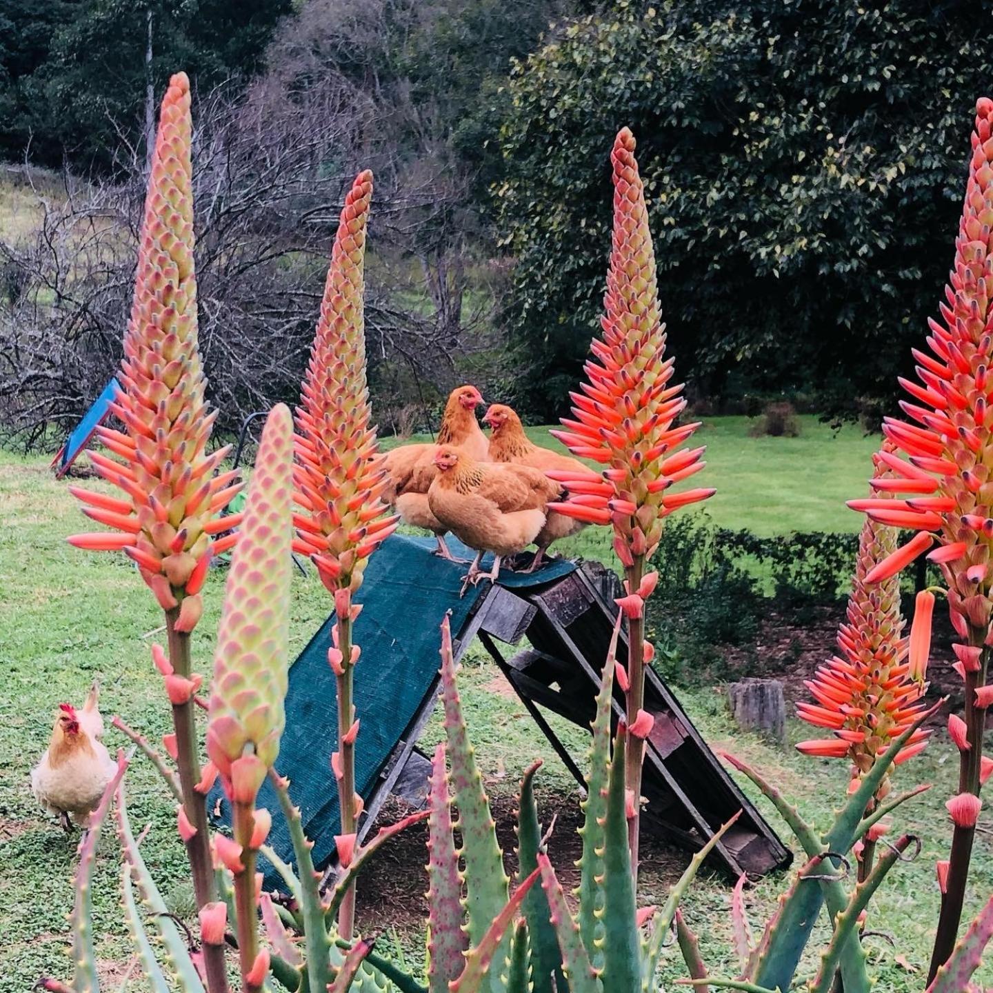 Newstead Farm - Country Cottages Curryʼs Post エクステリア 写真